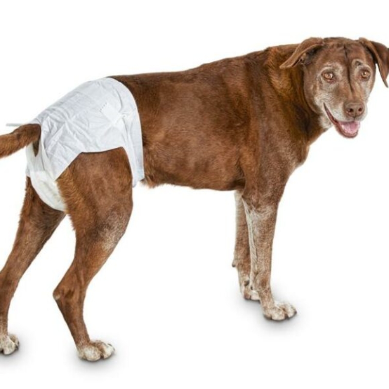 female dog diapers extra large