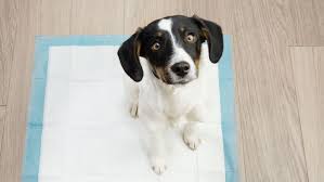 Market Analysis and Future Prospects of Pet Pads in the United States: The Rising Star of CDHB Pet Pads 